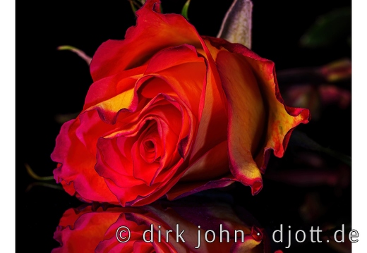 Eine Rose